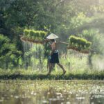 Kata Bijak Seorang Petani