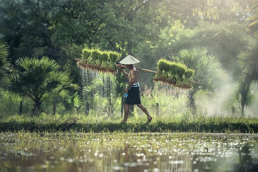 Kata Bijak Seorang Petani